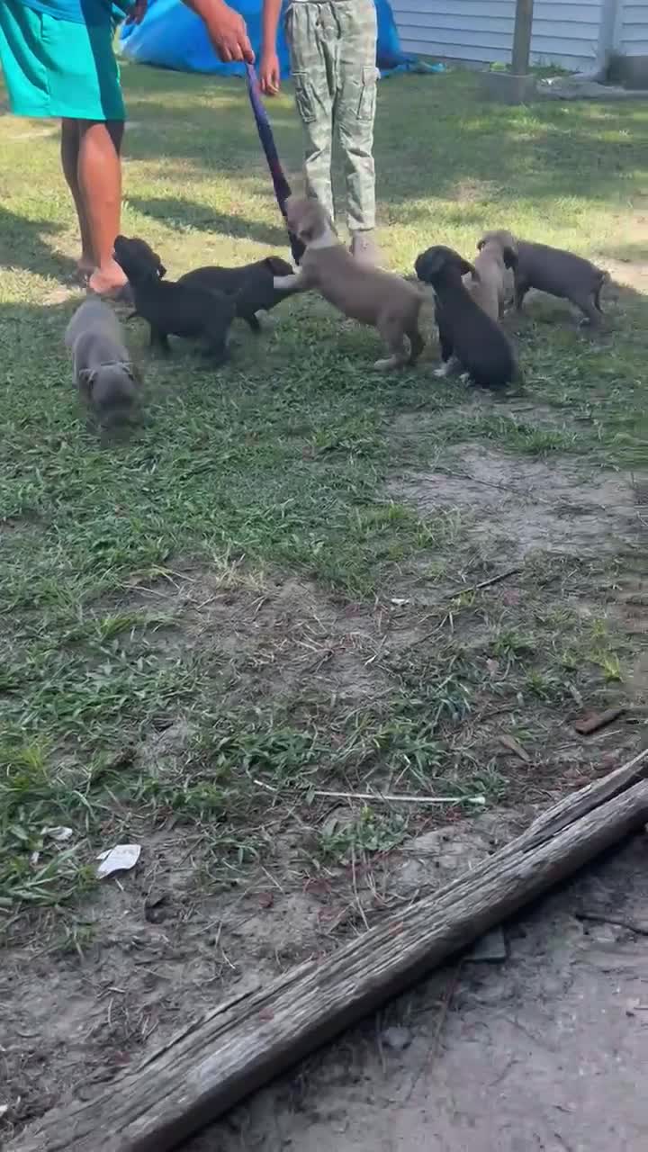 American Pit Bull Terrier dogs for sale: American Pit Bull Terrier 6 - Video 1