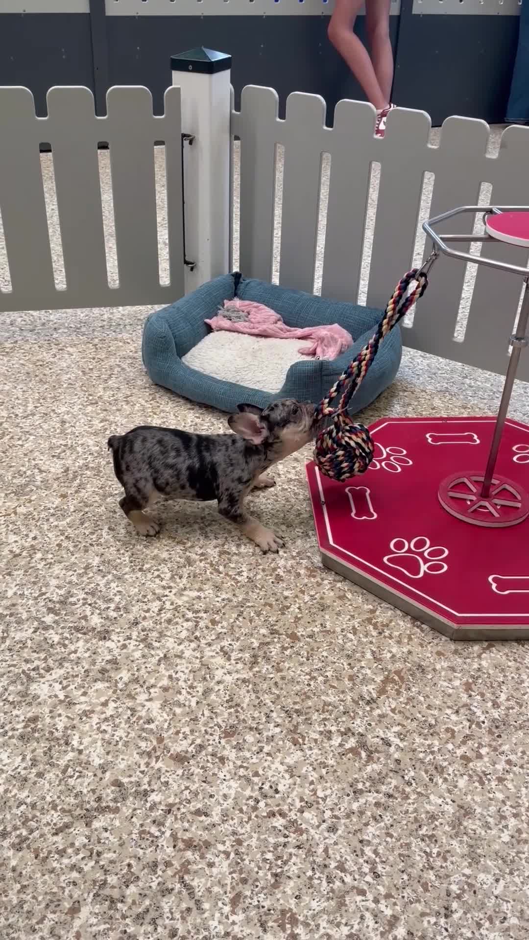 French Bulldog dogs for sale: Buddy Boy - Video 1