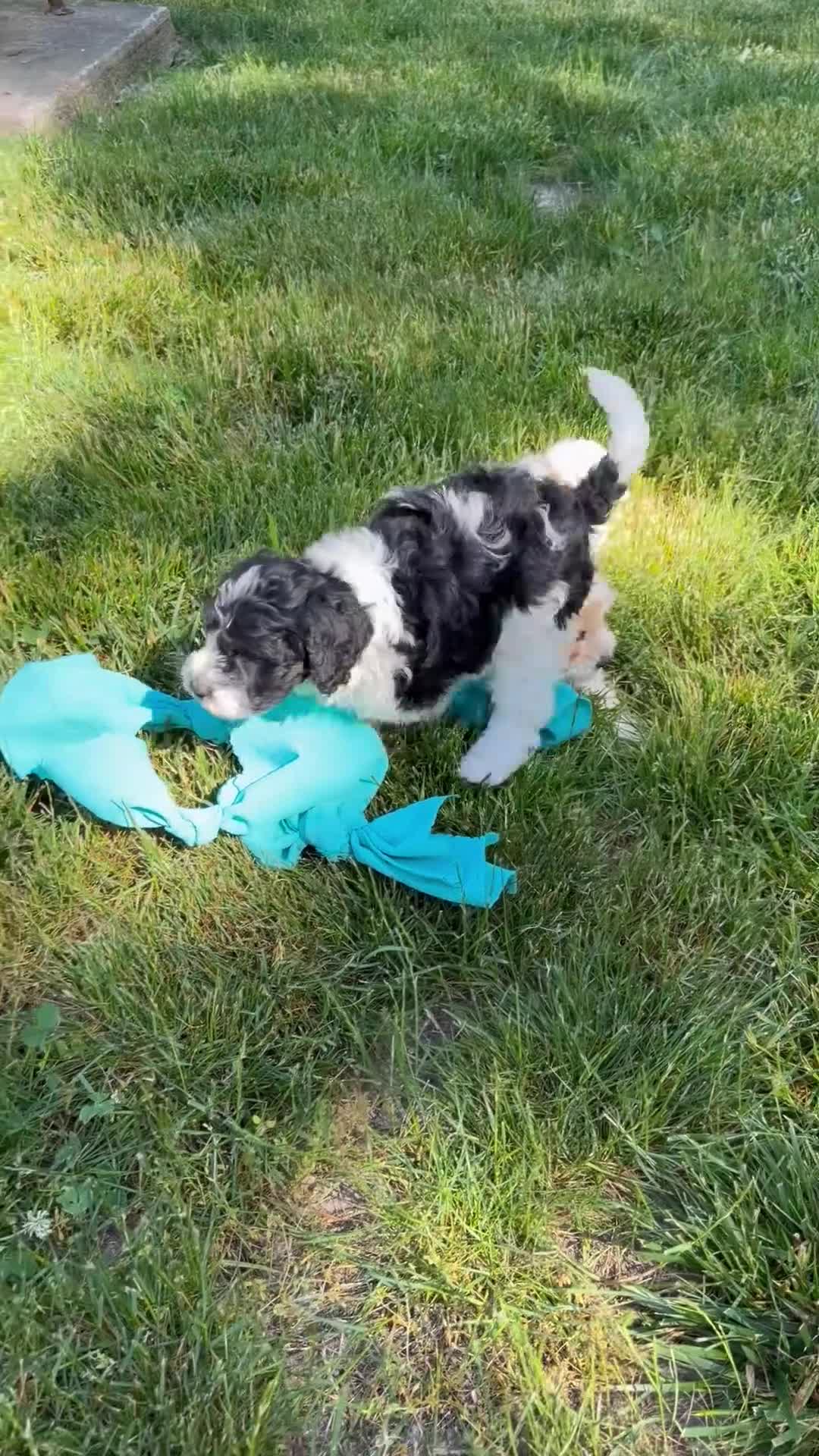 Cockapoo dogs for sale: Bill - Video 1