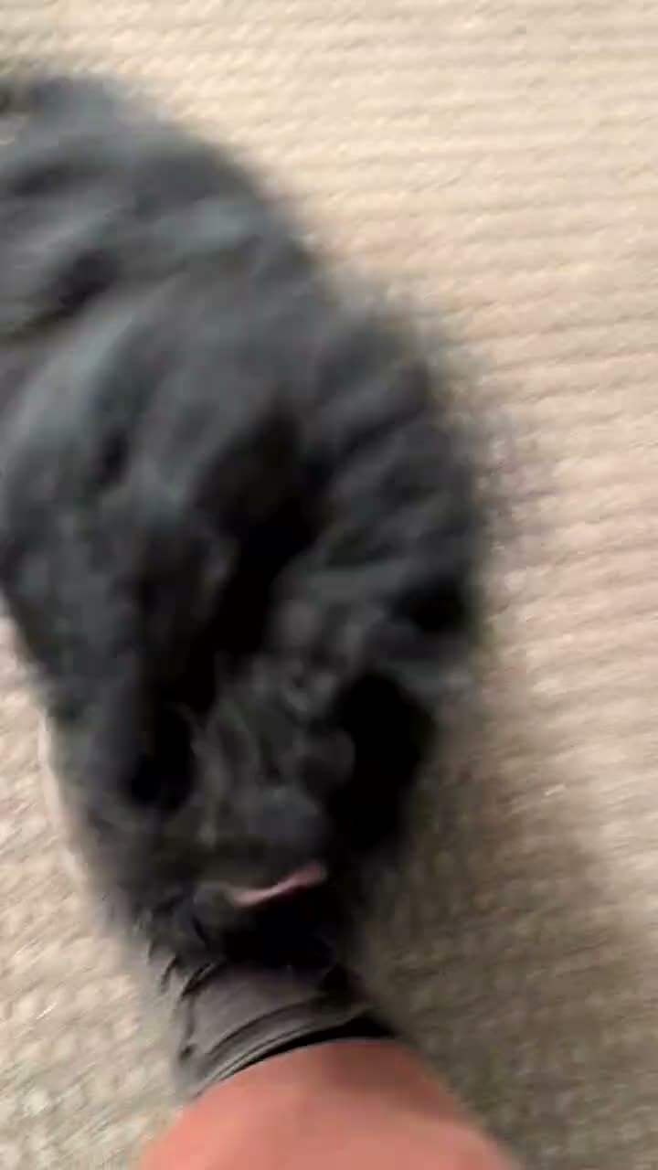Havapoo dogs for sale: Malia - Video 1