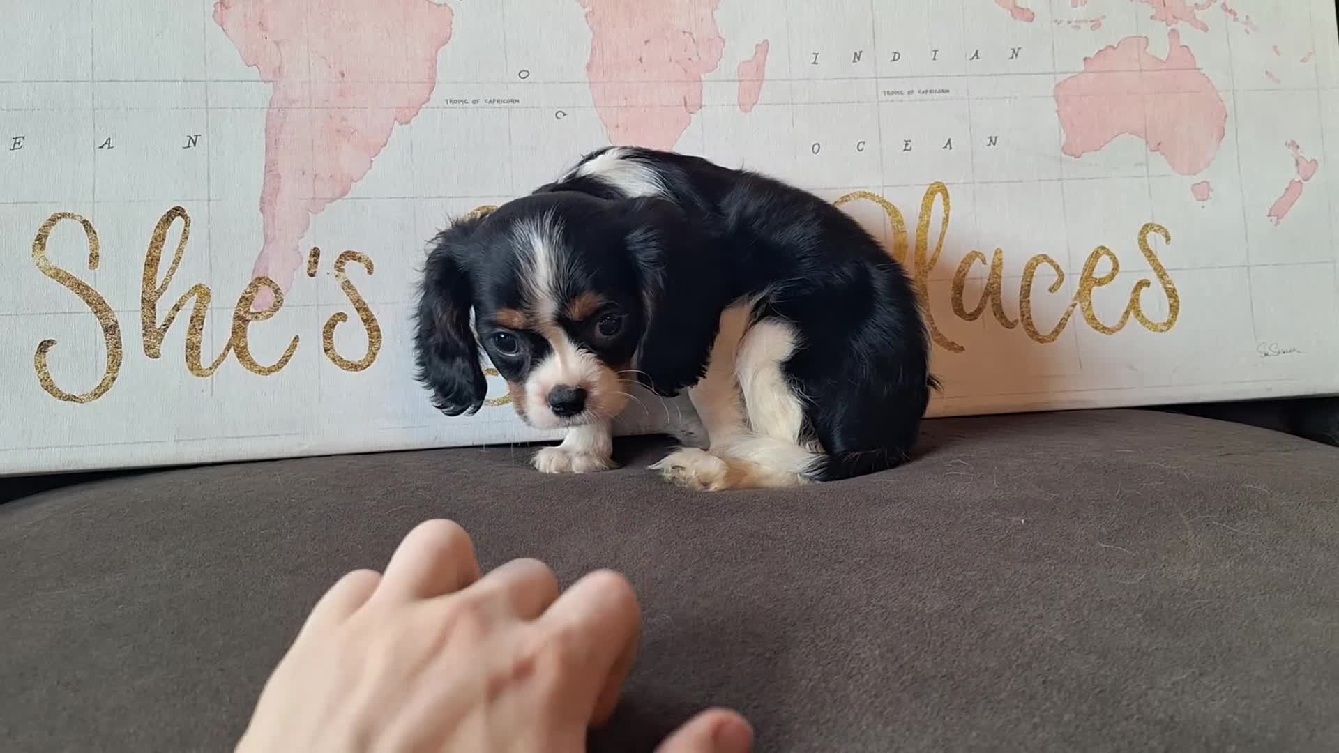 Cavalier King Charles Spaniel dogs for sale: Sadie  - Video 2