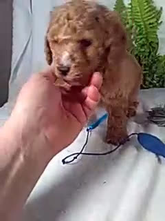 Bichpoo dogs for sale: Jasper - Video 1
