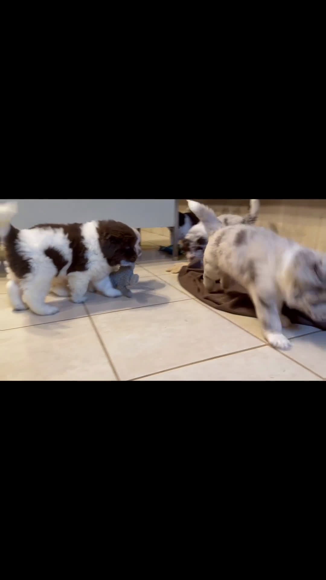 Mixed Breed dogs for sale: Stephanie OFA DNA - Video 8