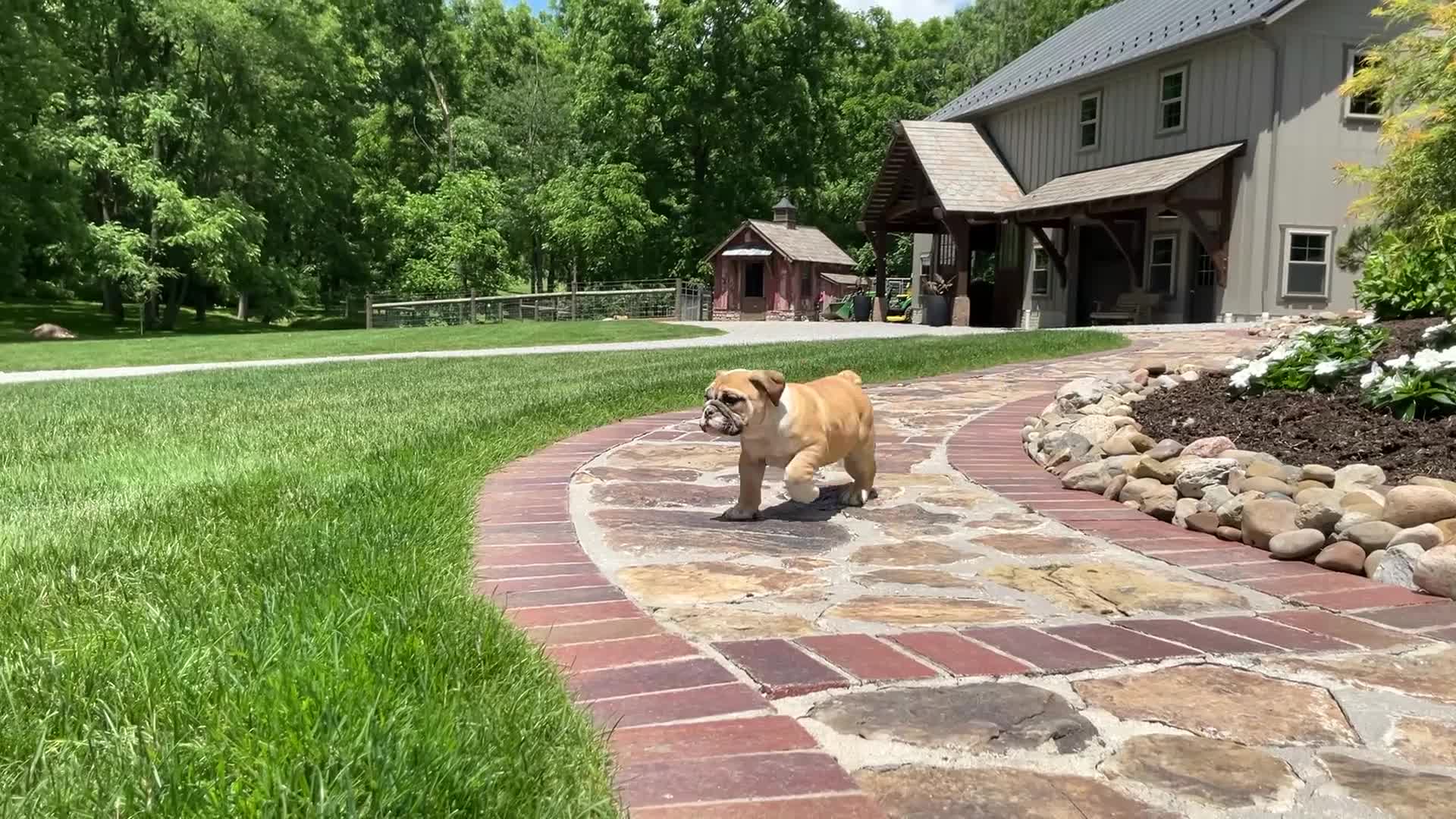 English Bulldog dogs for sale: Valerie - Video 1