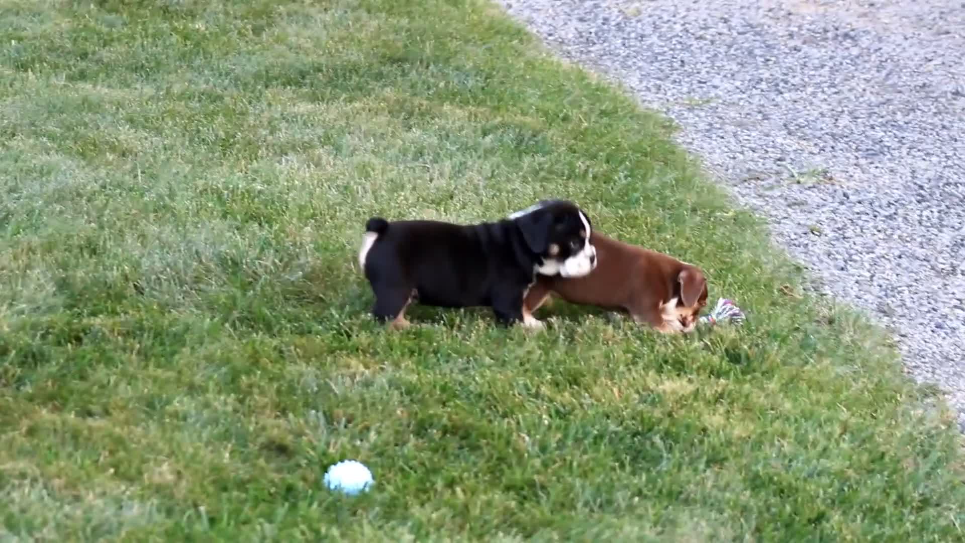 Beabull dogs for sale: Tootsie - Video 2