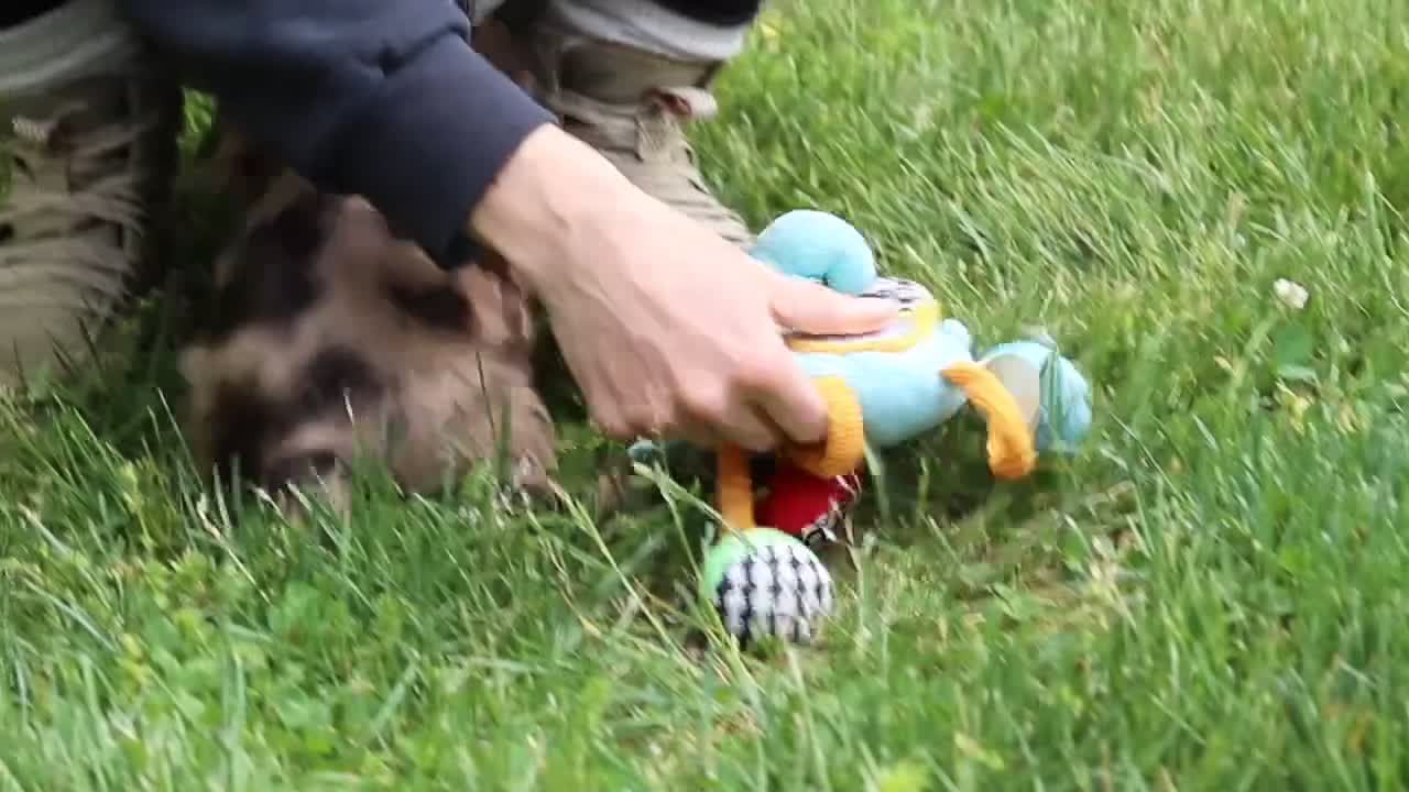 Cocker Spaniel dogs for sale: Clark - Video 1