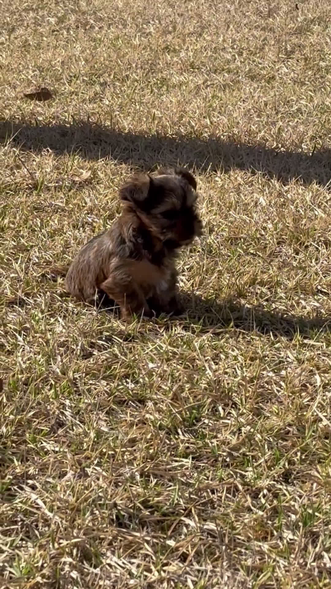 Yorkshire Terrier dogs for sale: Yorkshire Terrier Puppy 2 - Video 1