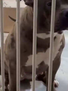 American Bully dogs for sale: American Bully Puppies - Video 2