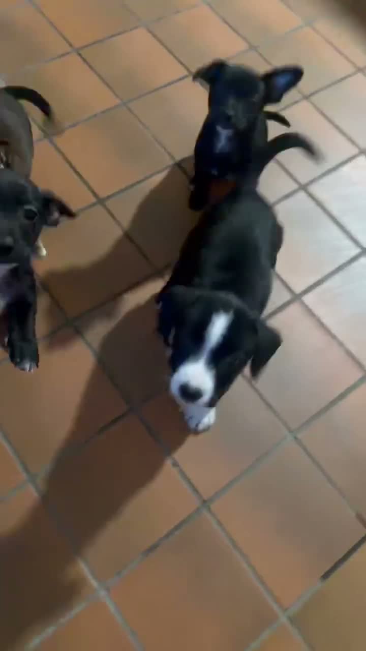 Jack Russell Terrier dogs for sale: Jack Russell Terrier 4 - Video 1