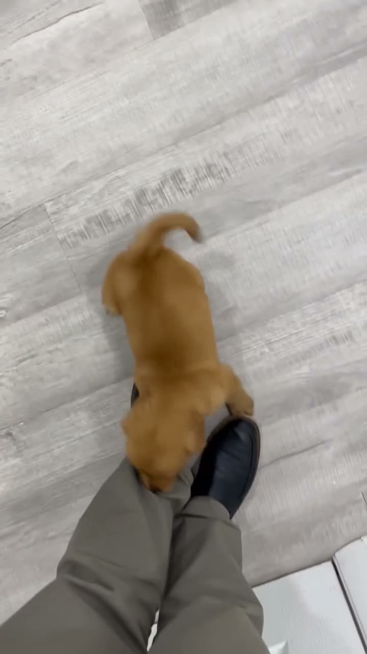 Golden Retriever dogs for sale: Champ - Video 1
