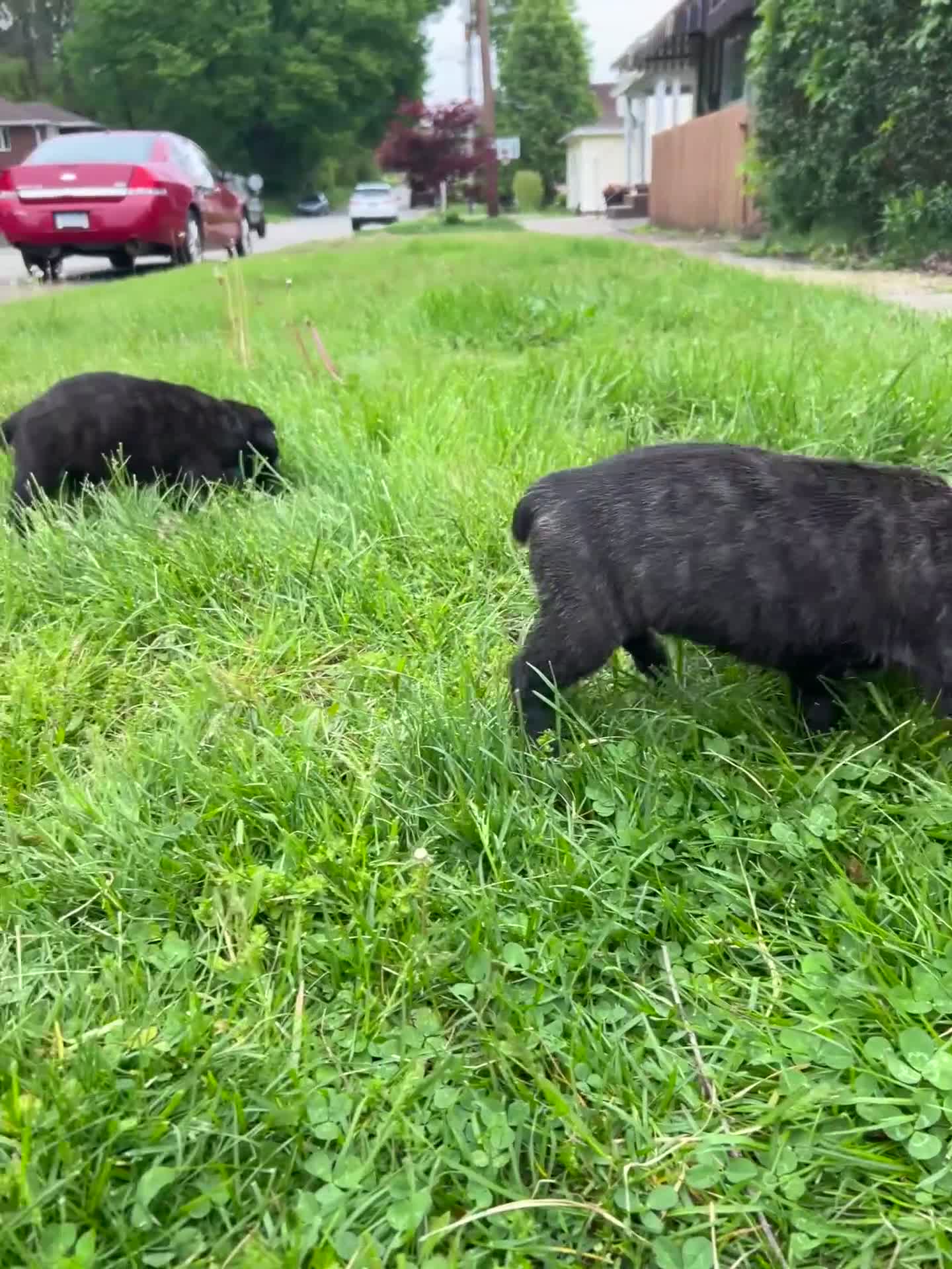 Cane Corso dogs for sale: Lilith  - Video 1