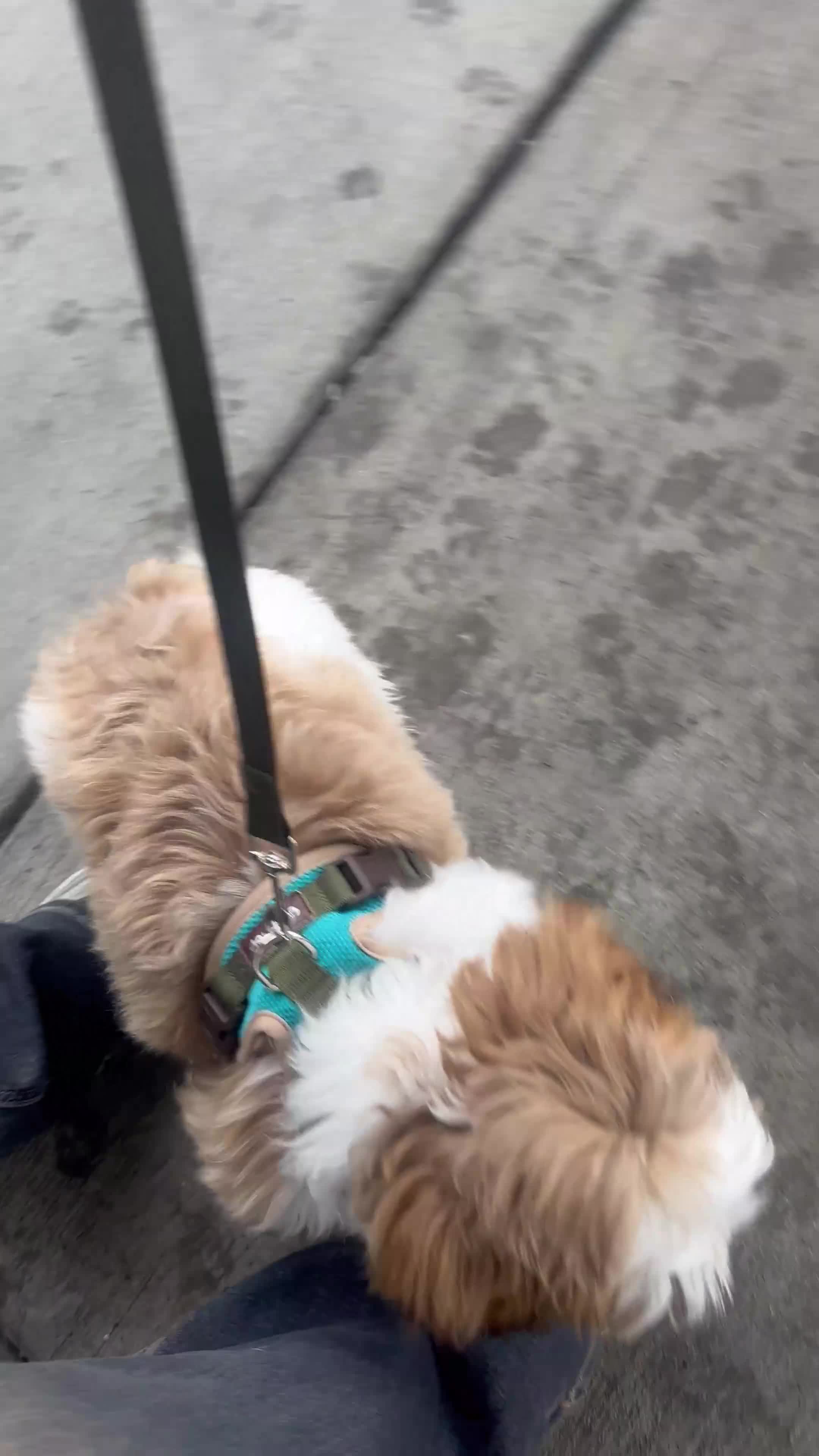 Shih Tzu dogs for sale: Benito - Video 1