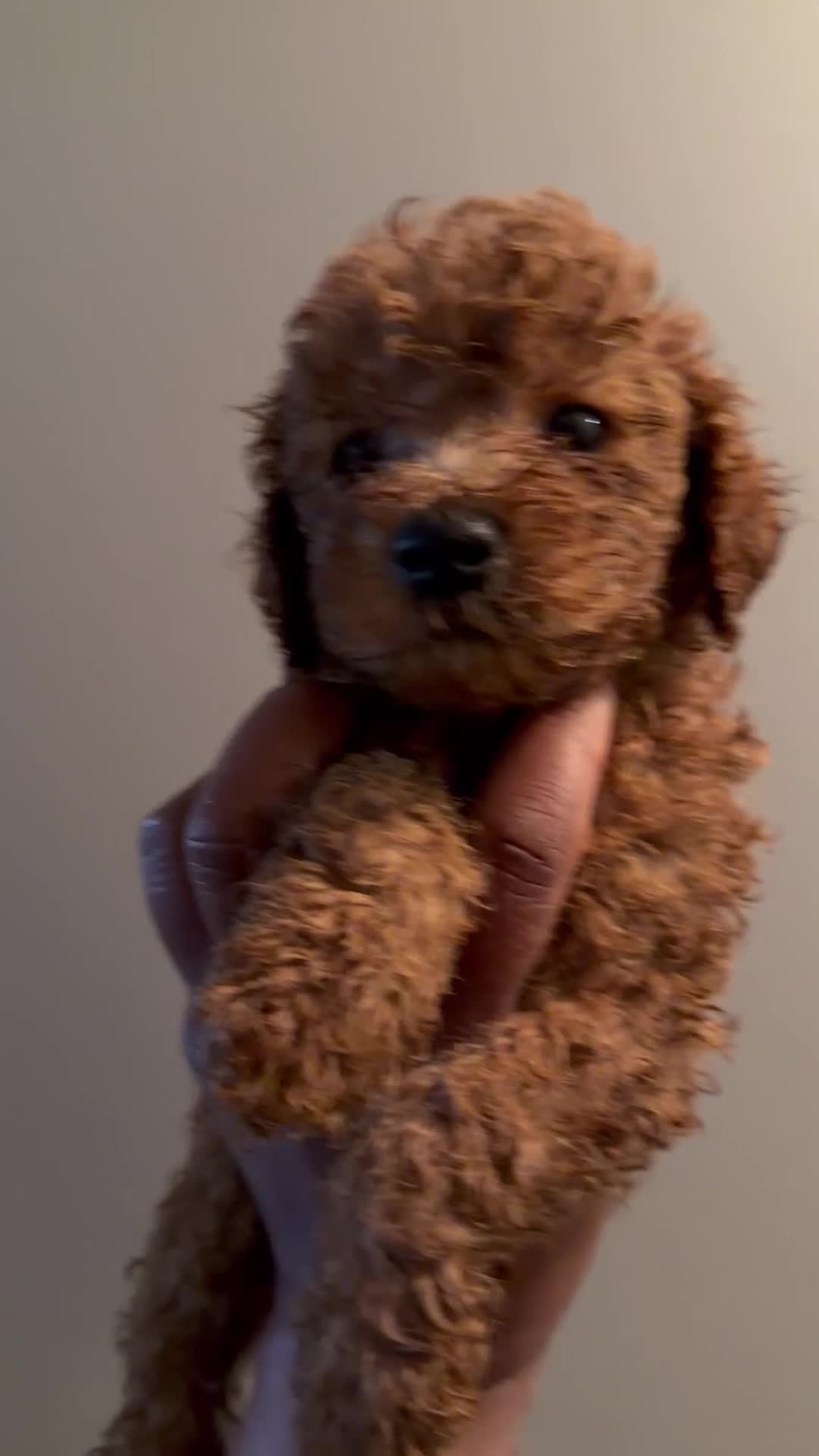 Cockapoo dogs for sale: rusty Cockapoo 3 - Video 1