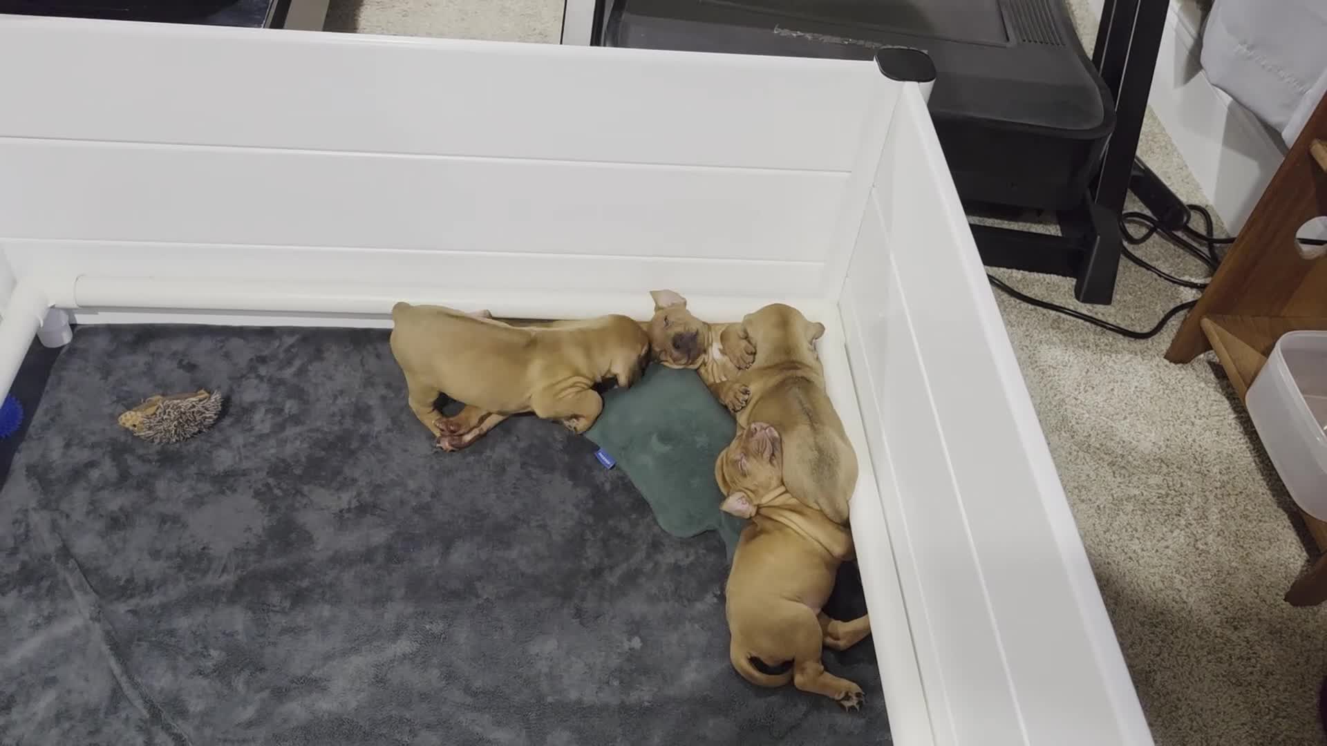Rhodesian Ridgeback dogs for sale: Lucy - Video 1