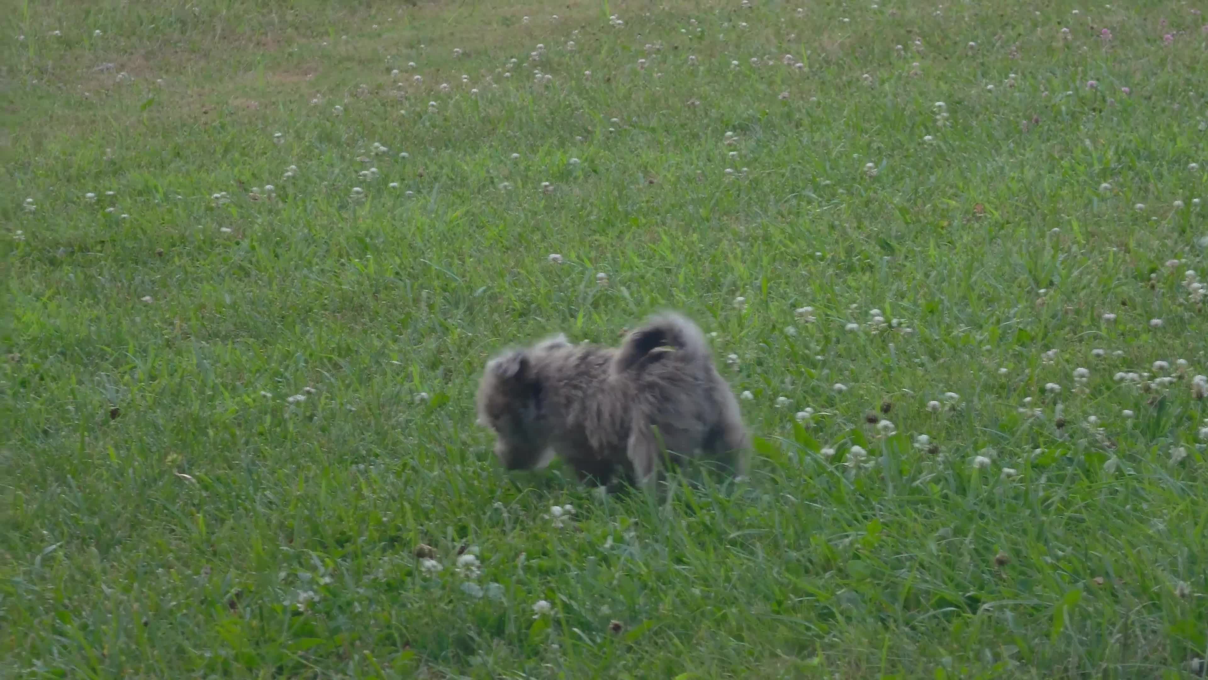 Mixed Breed dogs for sale: Roxxy - Video 1