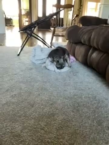 French Bulldog dogs for sale: Nova - Video 1