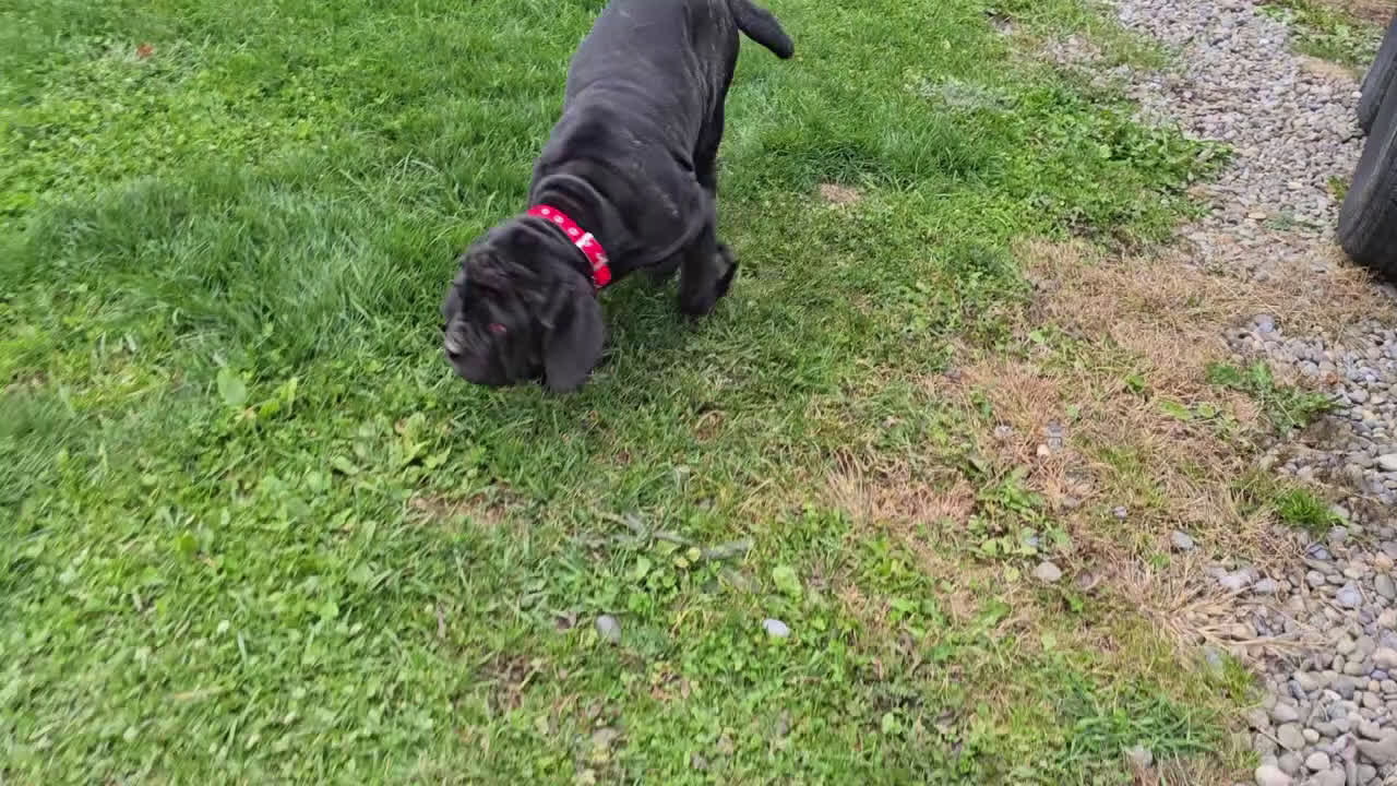 Mixed Breed dogs for sale: Ingrid - Video 2