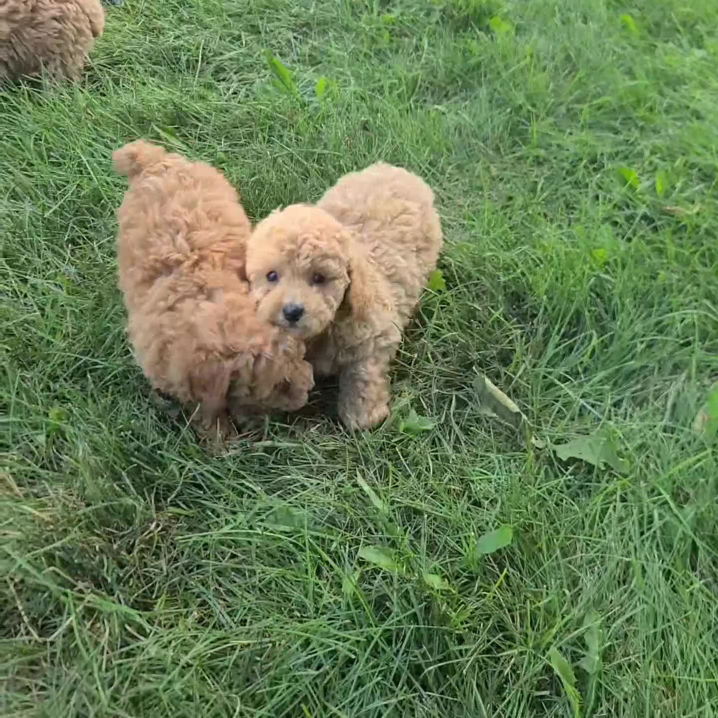 Miniature Poodle dogs for sale: Nikki - Video 1