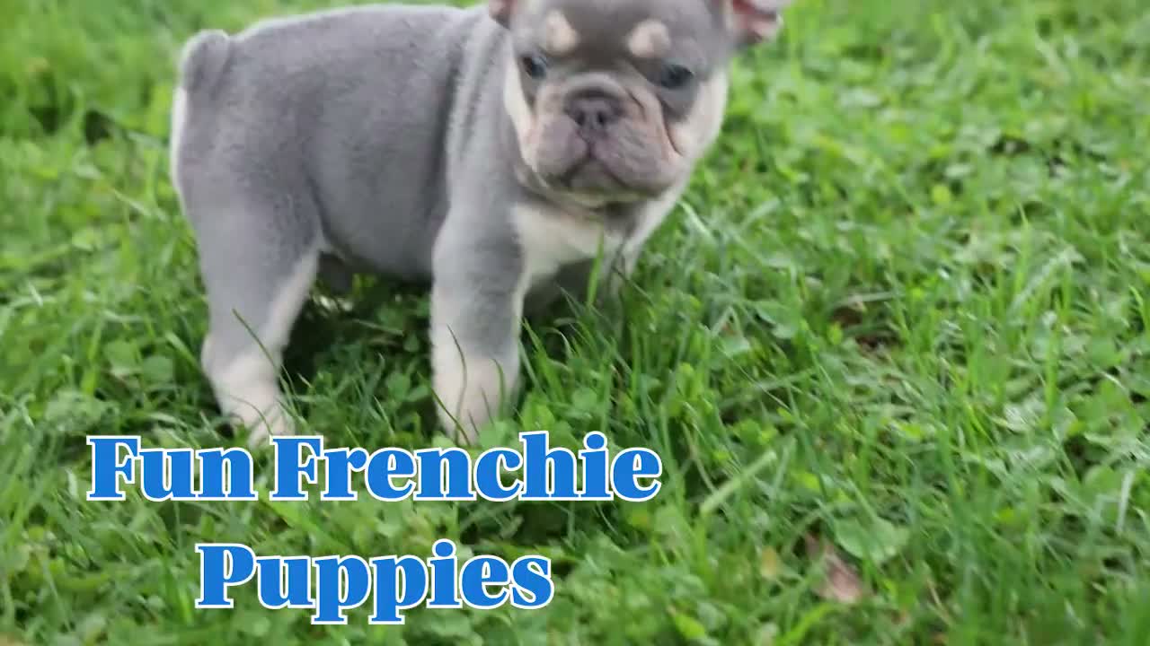 French Bulldog dogs for sale: 🐾 Meet Knox — A Happy Little Frenchie with Plenty of Love to Give! 🐾 - Video 1