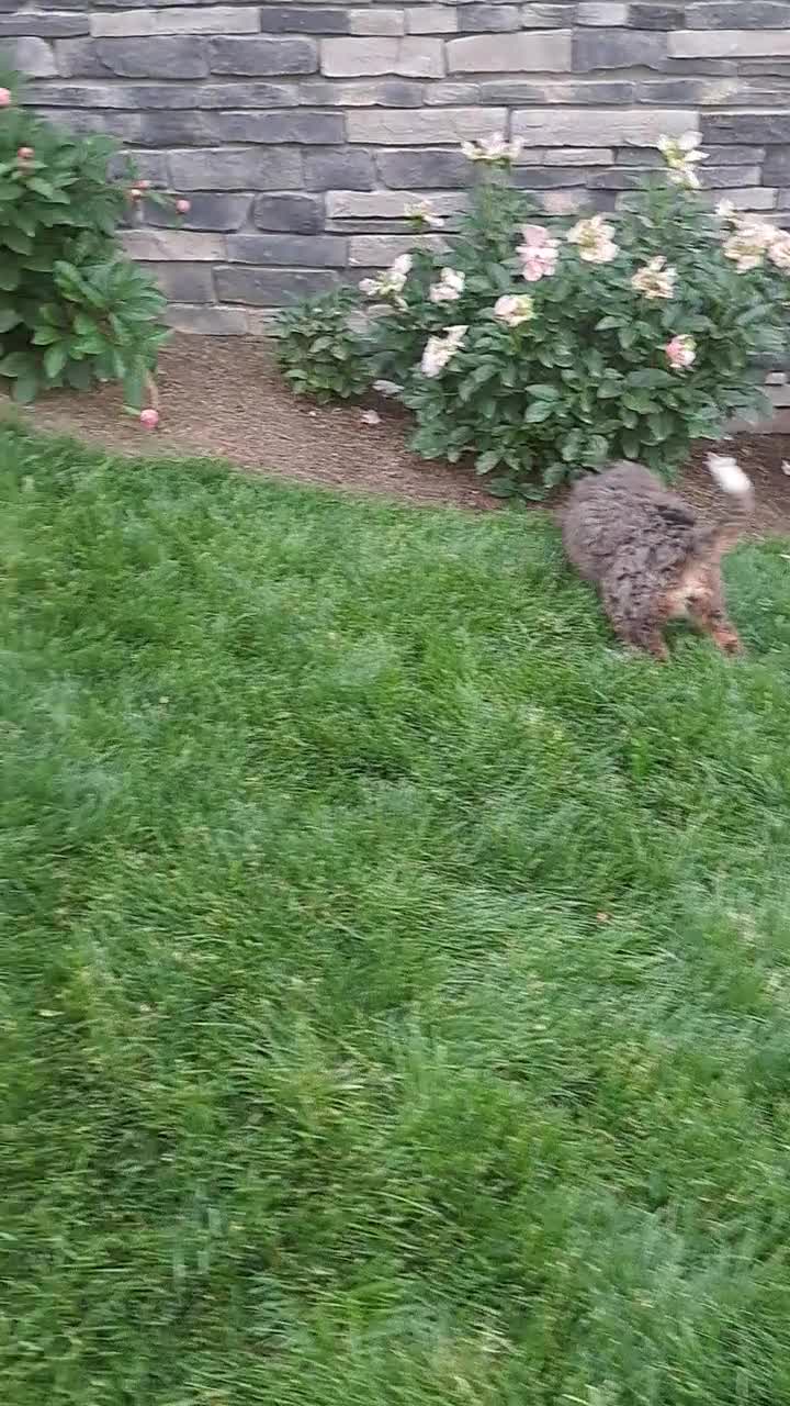 Mini Bernedoodle dogs for sale: Willow - Video 1