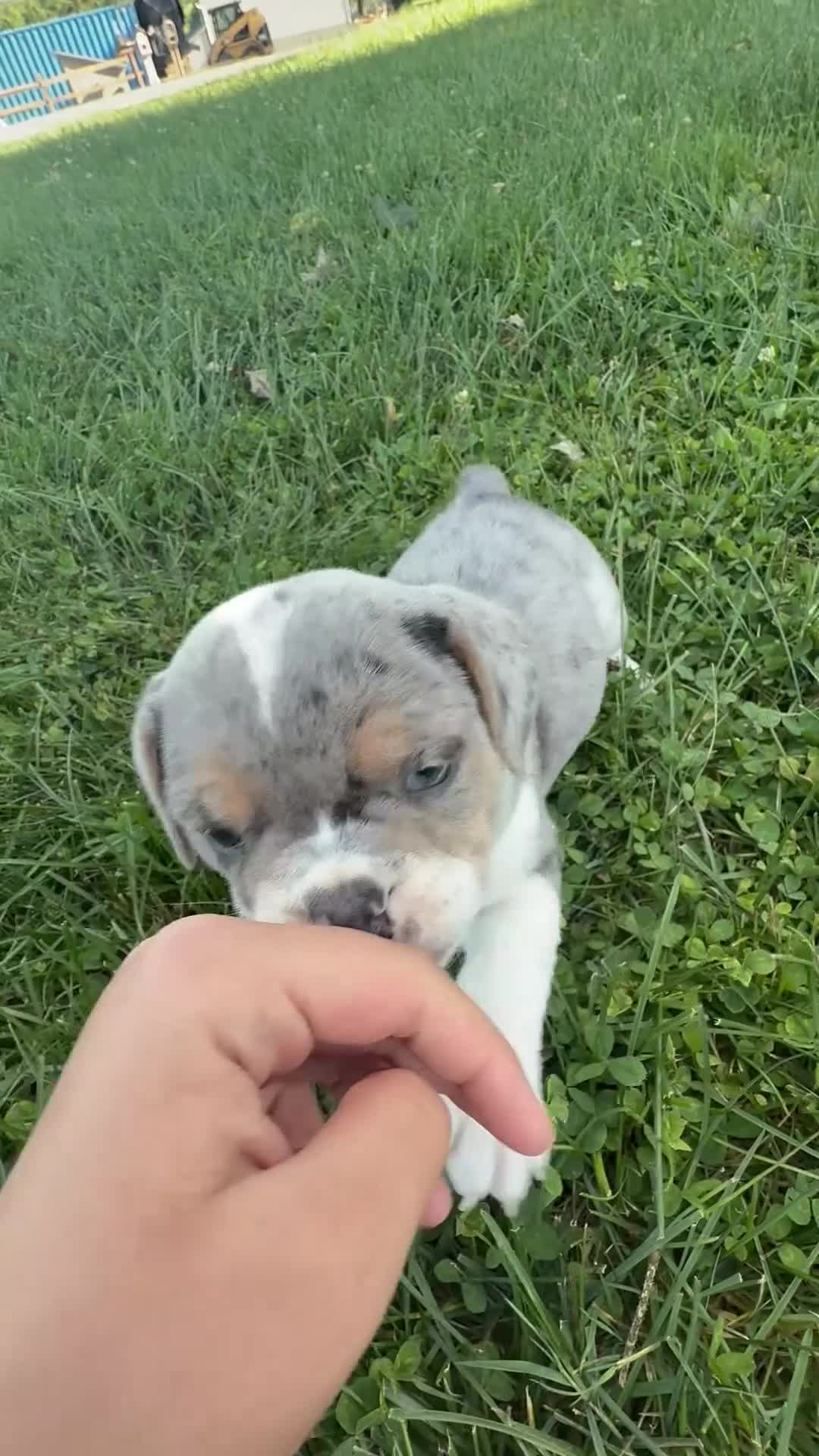 Beabull dogs for sale: Hazel - Video 1