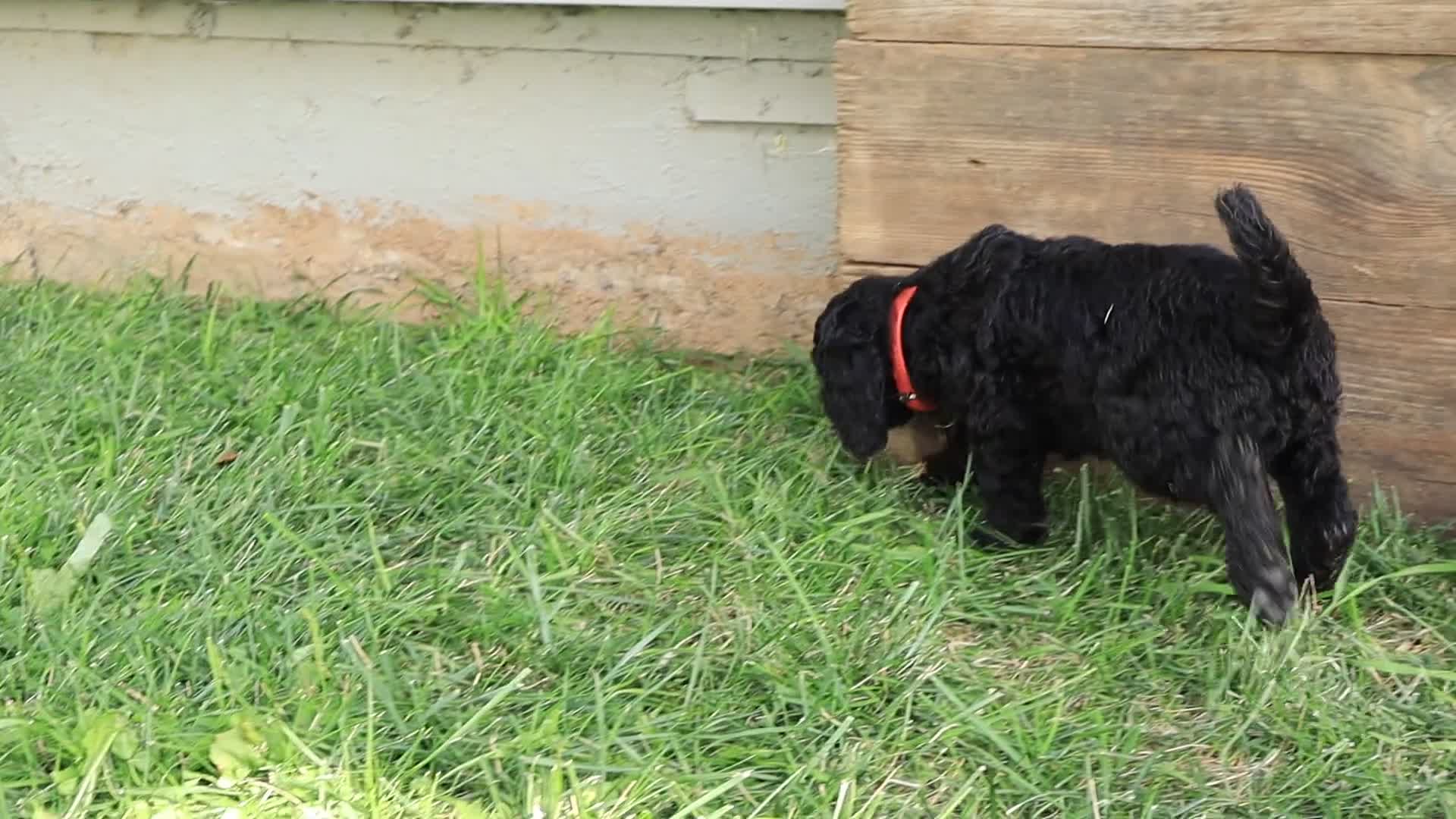 Standard Poodle dogs for sale: Luke - Video 1