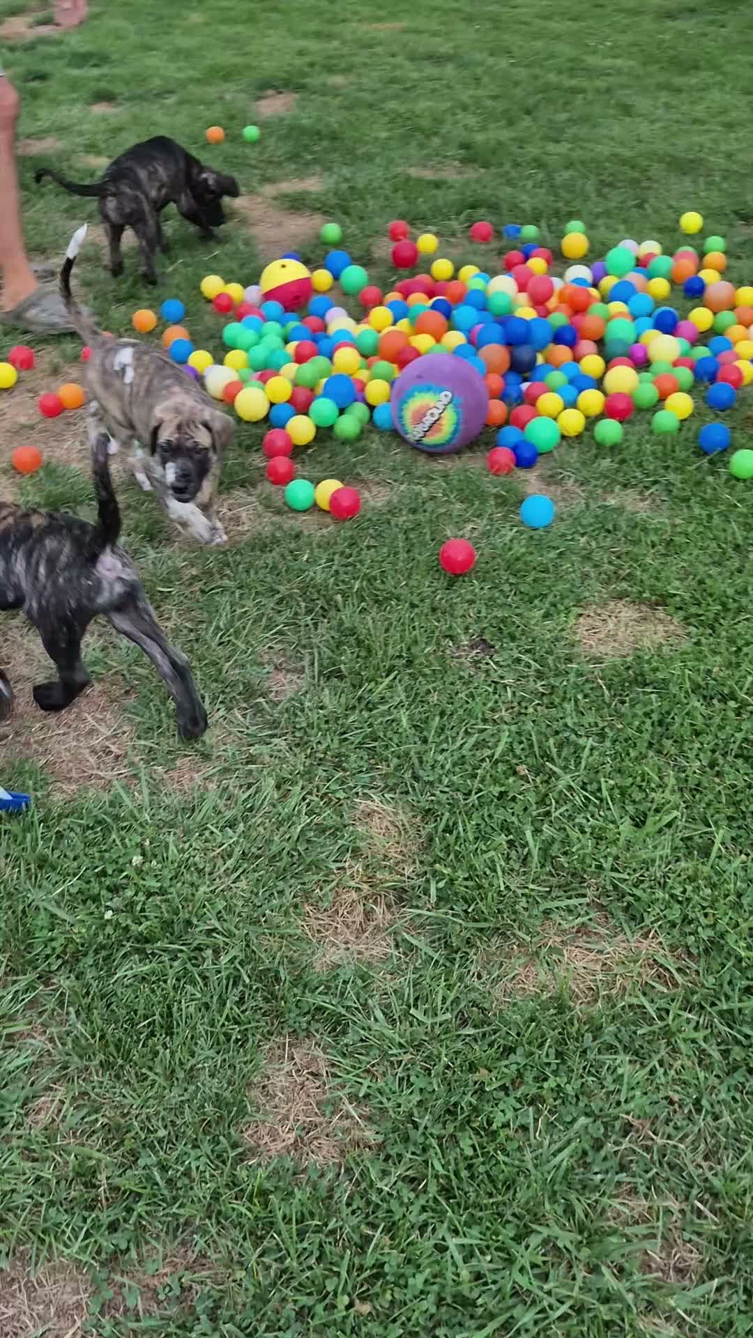 Great Dane dogs for sale: Diva Denise - Video 2