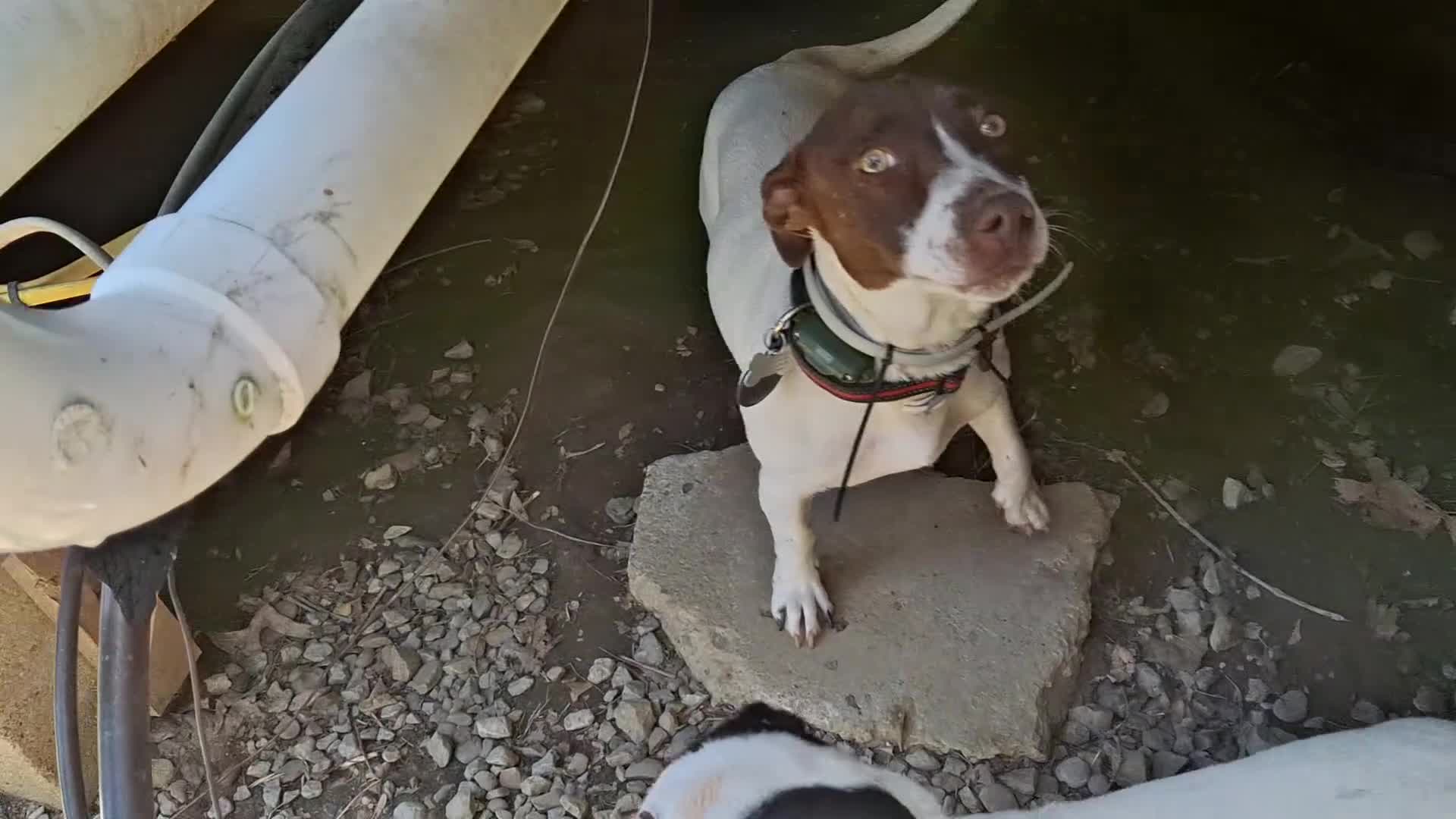 Jack Russell Terrier dogs for sale: Jack Russell Terrier 3 - Video 2