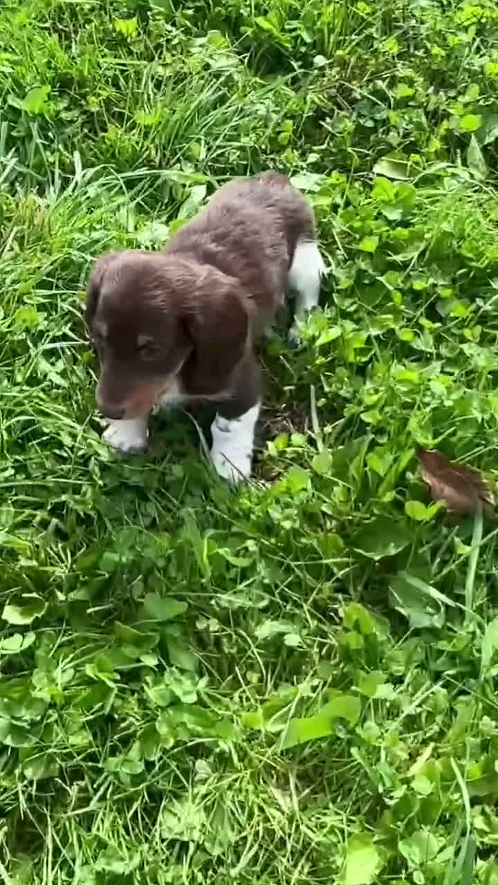 Miniature Dachshund dogs for sale: Miniature Dachshund 4 - Video 1