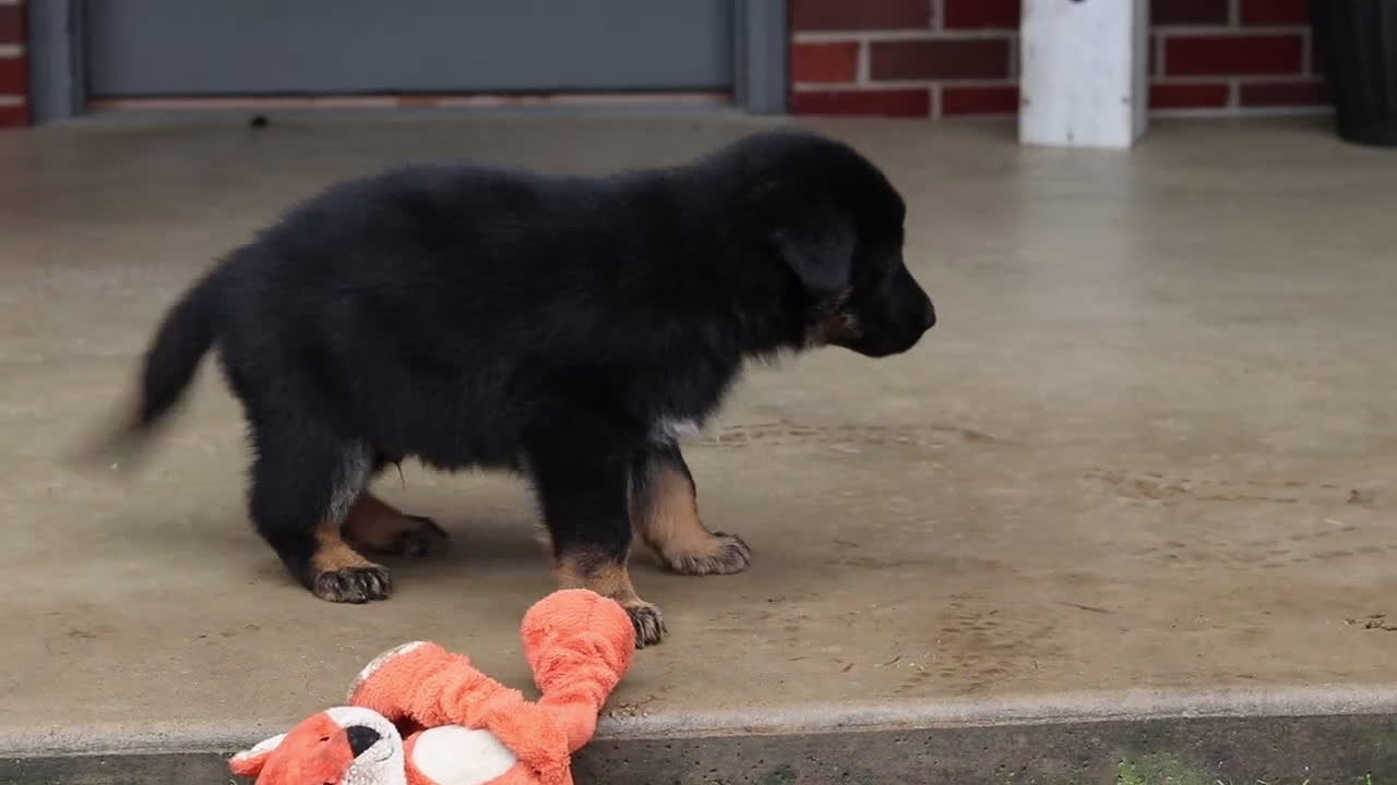 German Shepherd dogs for sale: Anthony - Video 3