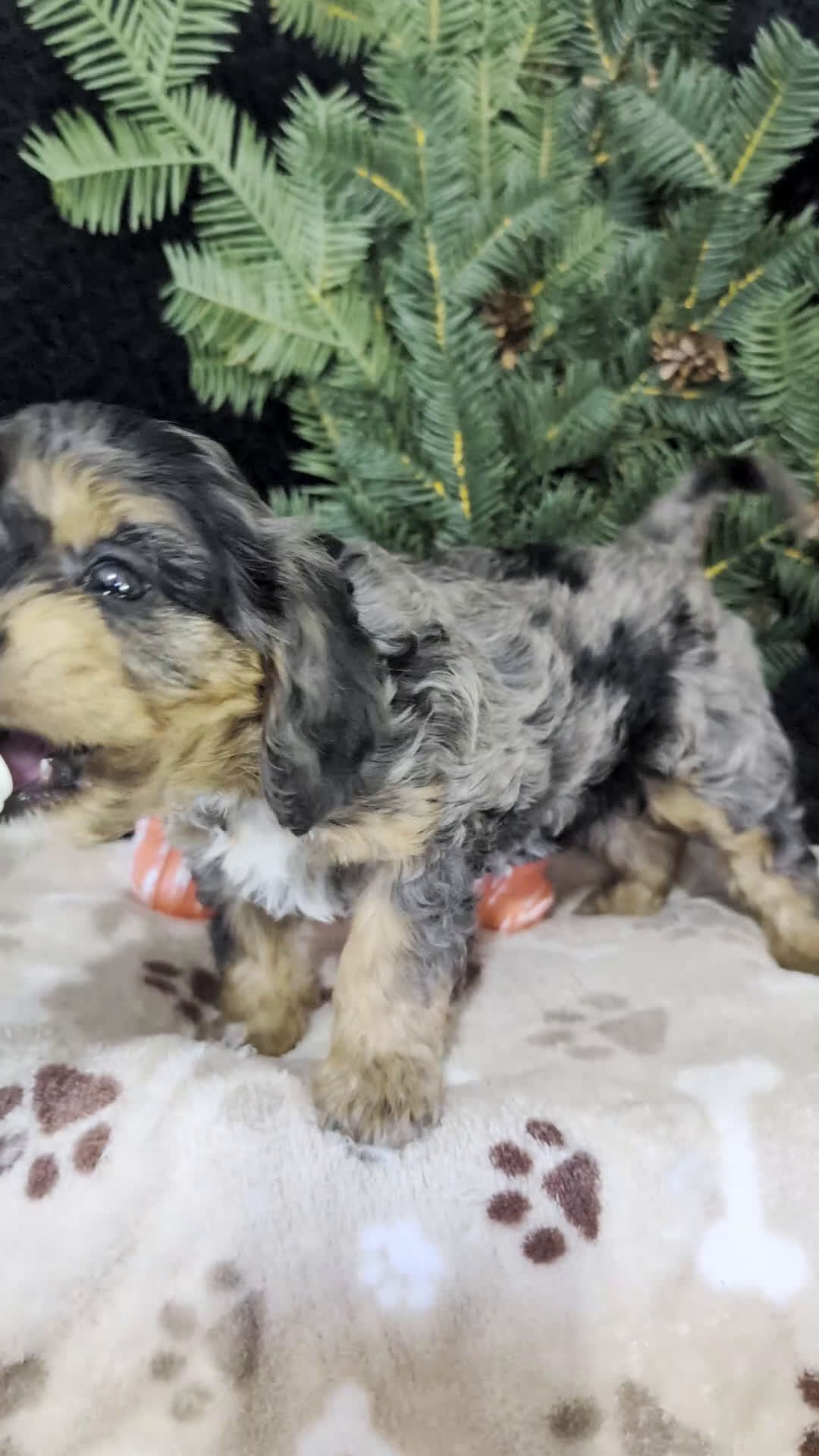 Cavapoo dogs for sale: Twila  - Video 1