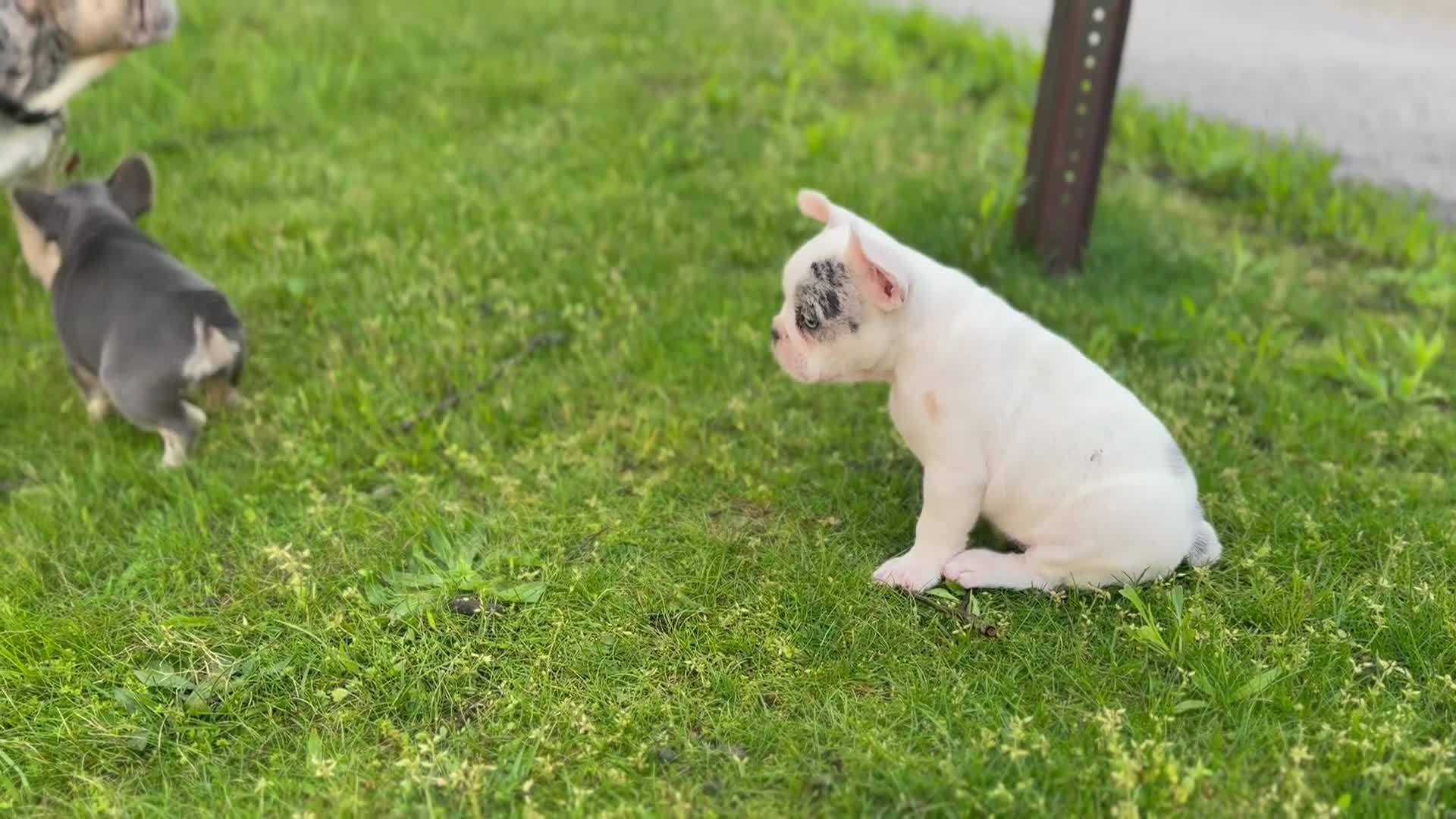 French Bulldog dogs for sale: Silvers Raleigh  - Video 2