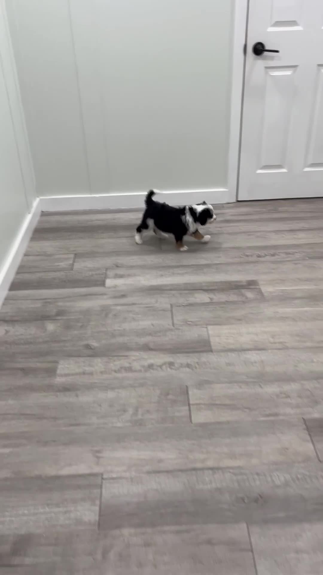 Mini Bernedoodle dogs for sale: Benson - Video 1