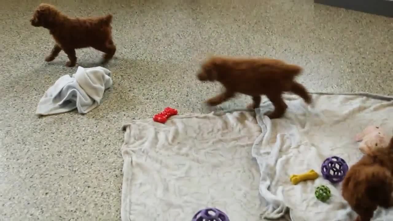 Miniature Poodle dogs for sale: Colton - Video 1