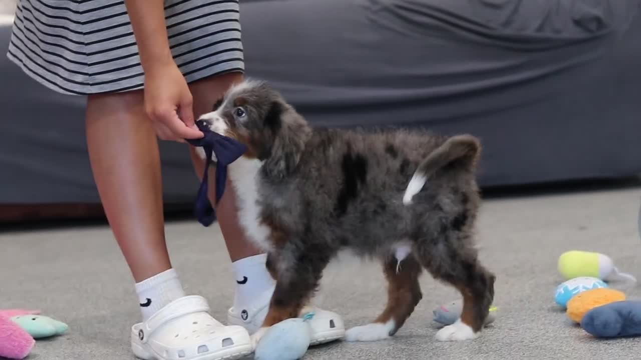 Mini Bernedoodle dogs for sale: Easton - Video 1