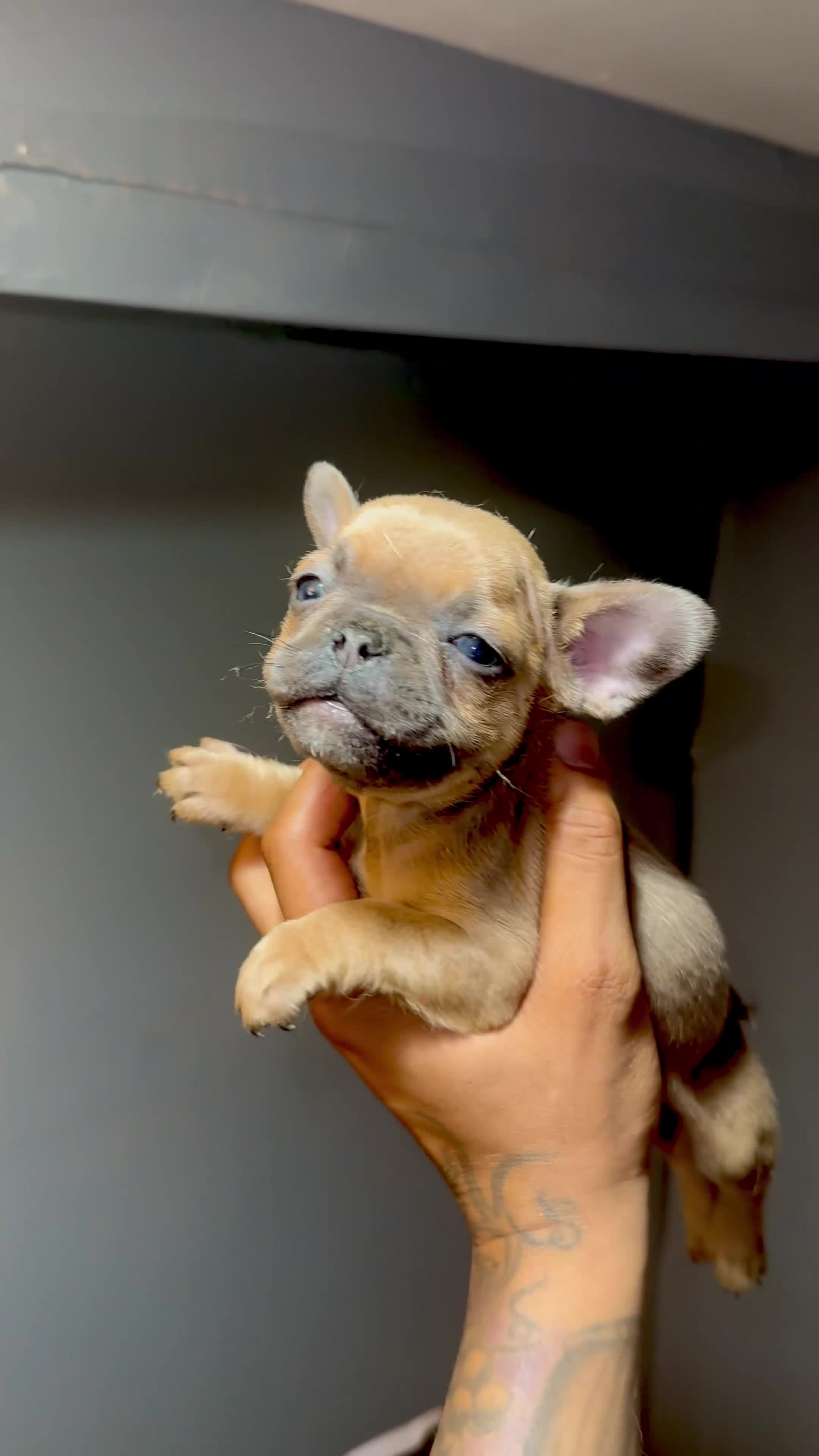 French Bulldog dogs for sale: French Bulldog Puppy 5 - Video 1