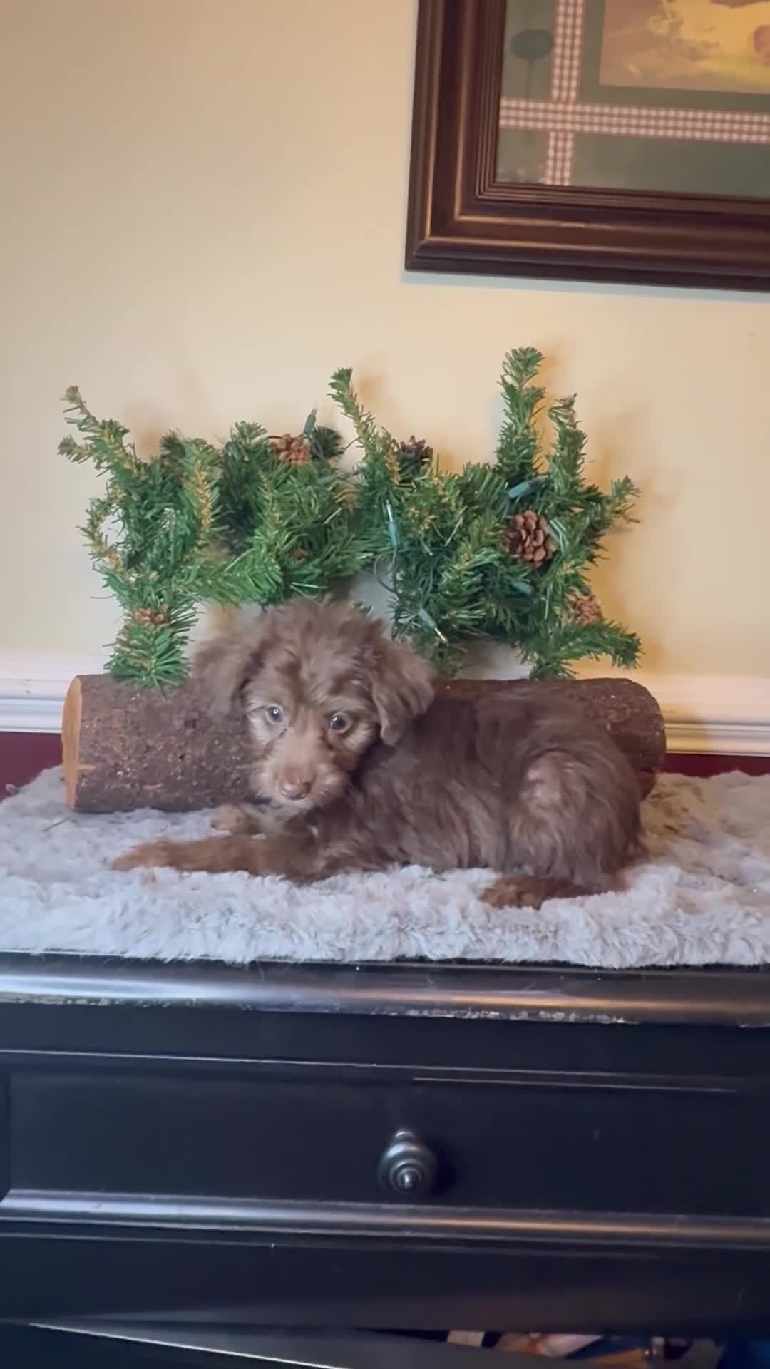 Yorkiepoo dogs for sale: Brandy - Video 1