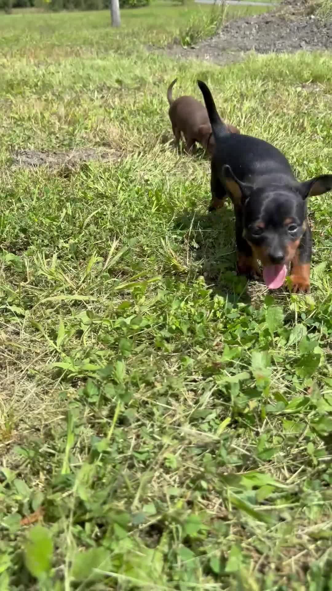 Mixed Breed dogs for sale: Mixed Breed 1 - Video 1