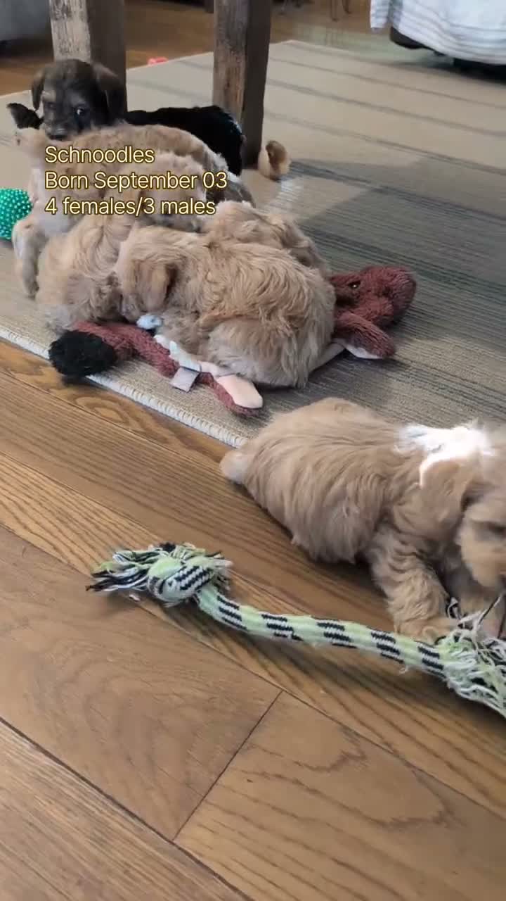 Schnoodle dogs for sale: Roscoe - Video 2