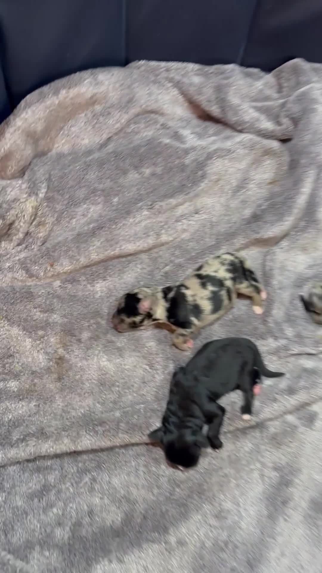 Mixed Breed dogs for sale: Nova - Video 1