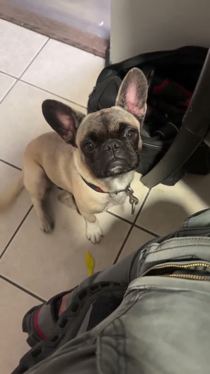 Frug dogs for sale: Frug 1 - Video 2