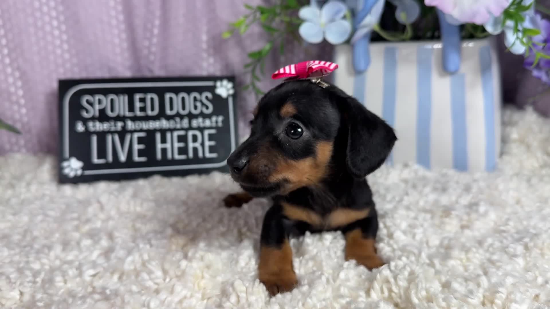 Miniature Dachshund dogs for sale: Miniature Dachshund 2 - Video 1