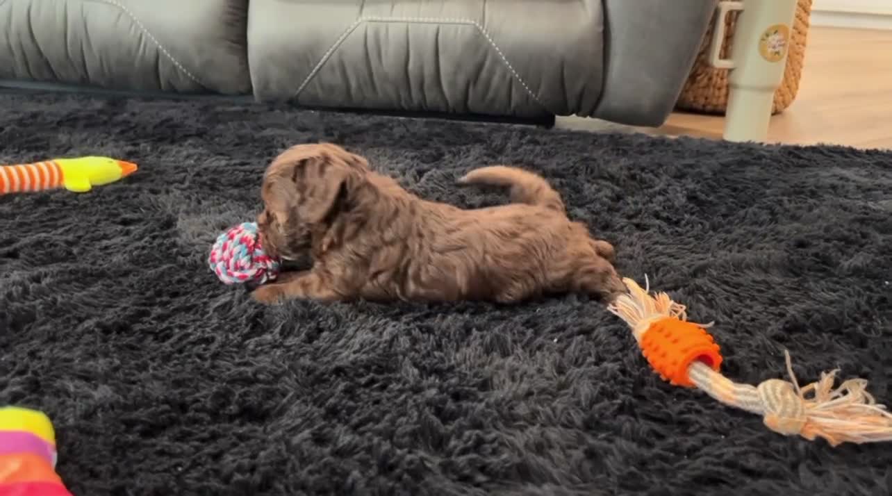 Havapoo dogs for sale: Trixie - Video 2