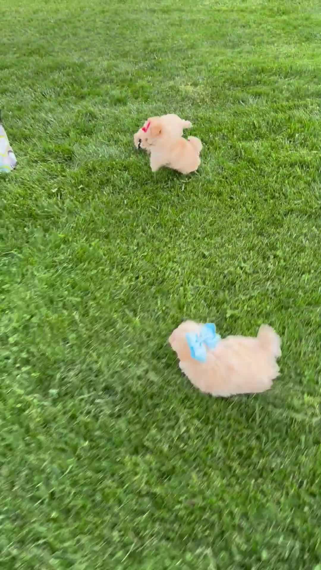 Maltipoo dogs for sale: Winston - Video 1