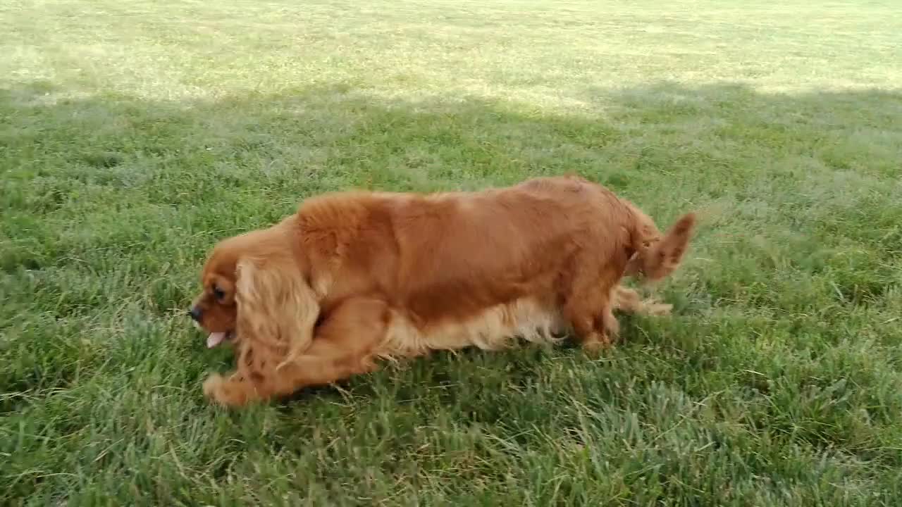 Cavalier King Charles Spaniel dogs for sale: Oli - Video 1