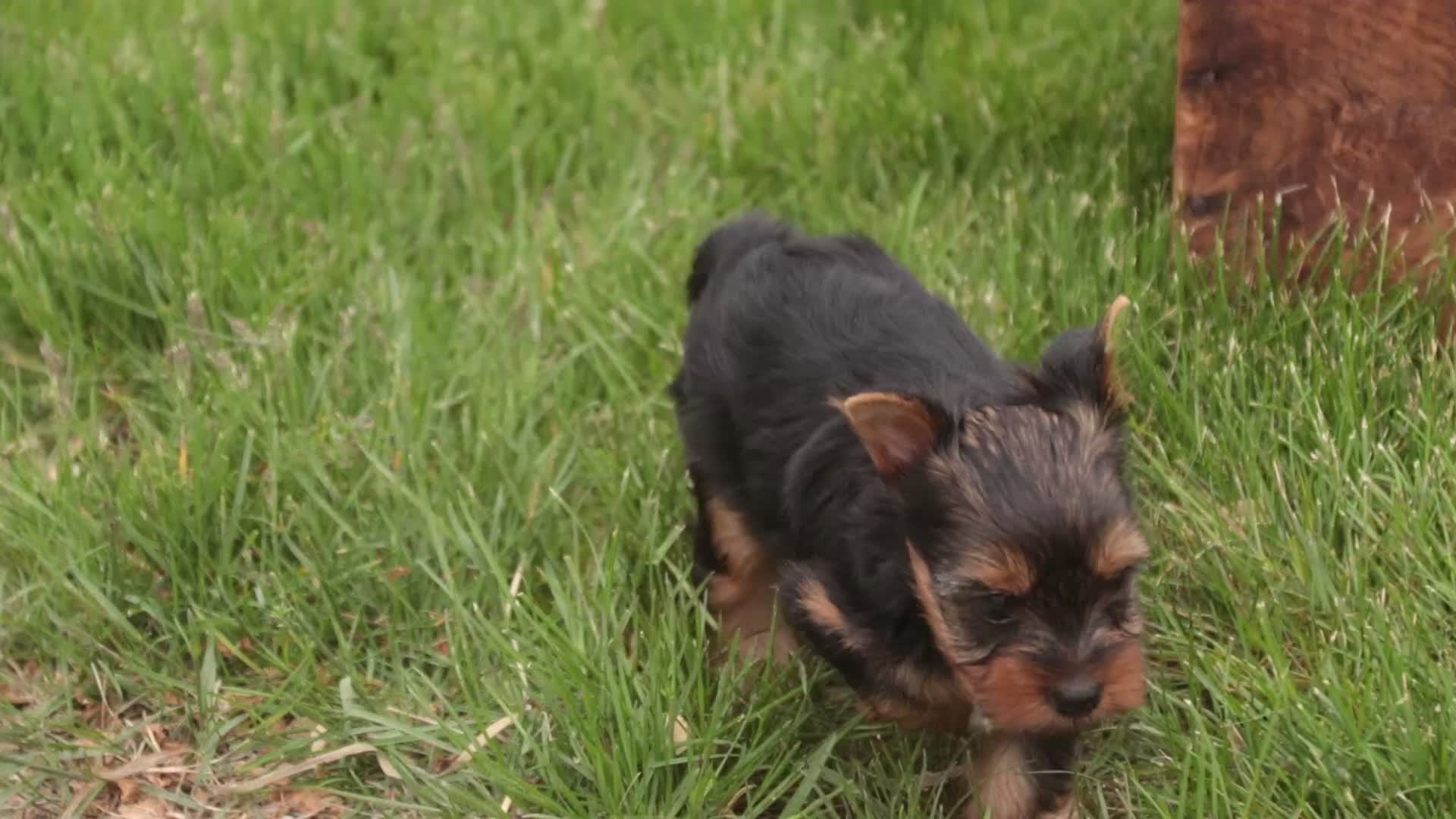 Yorkshire Terrier dogs for sale: Tahoe - Video 1