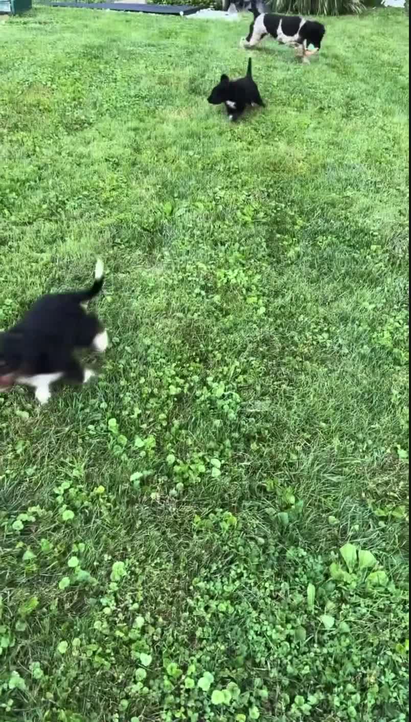 Bernedoodle dogs for sale: Beatrice  - Video 1