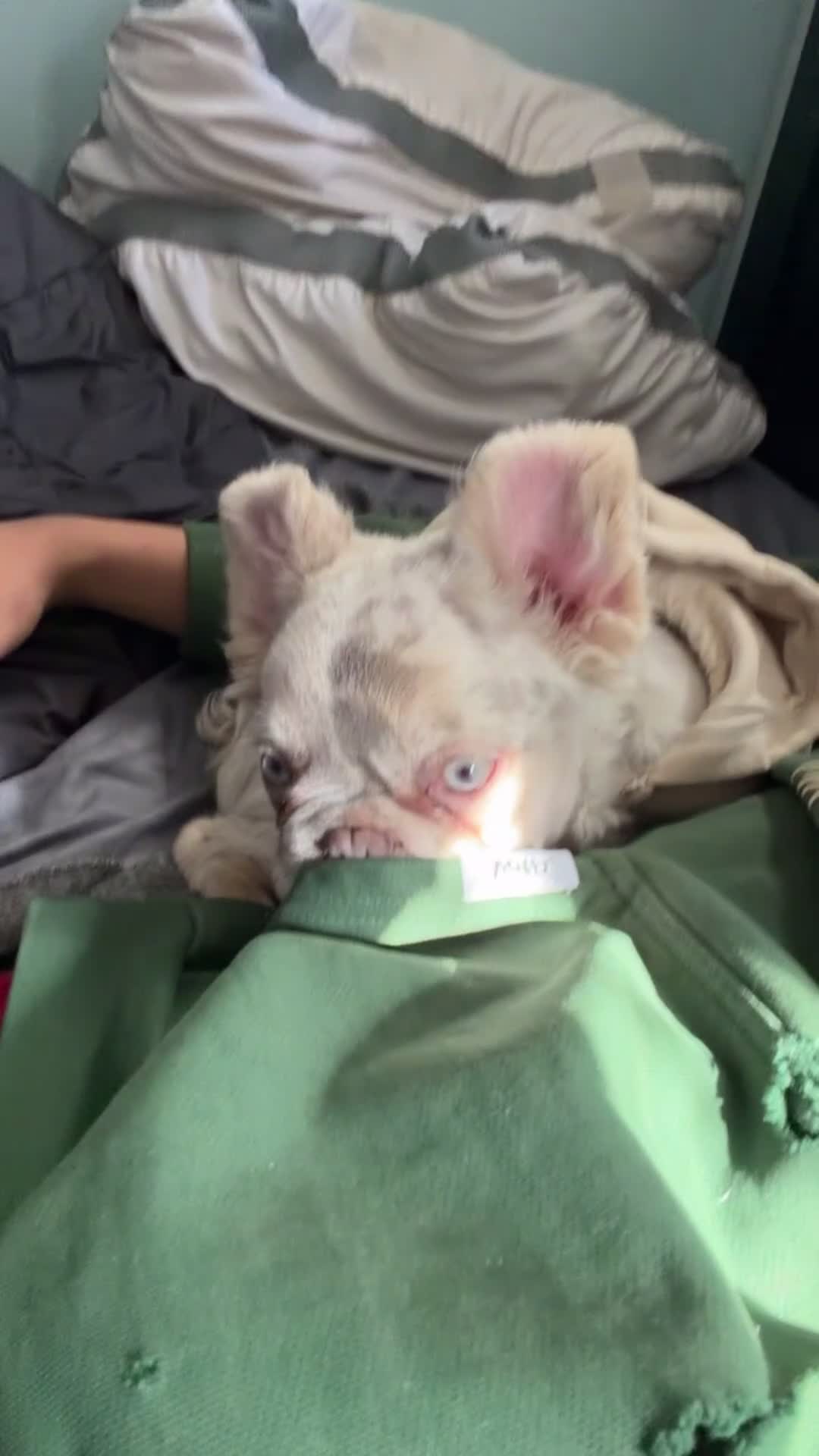 French Bulldog dogs for stud: knuckles - Video 1