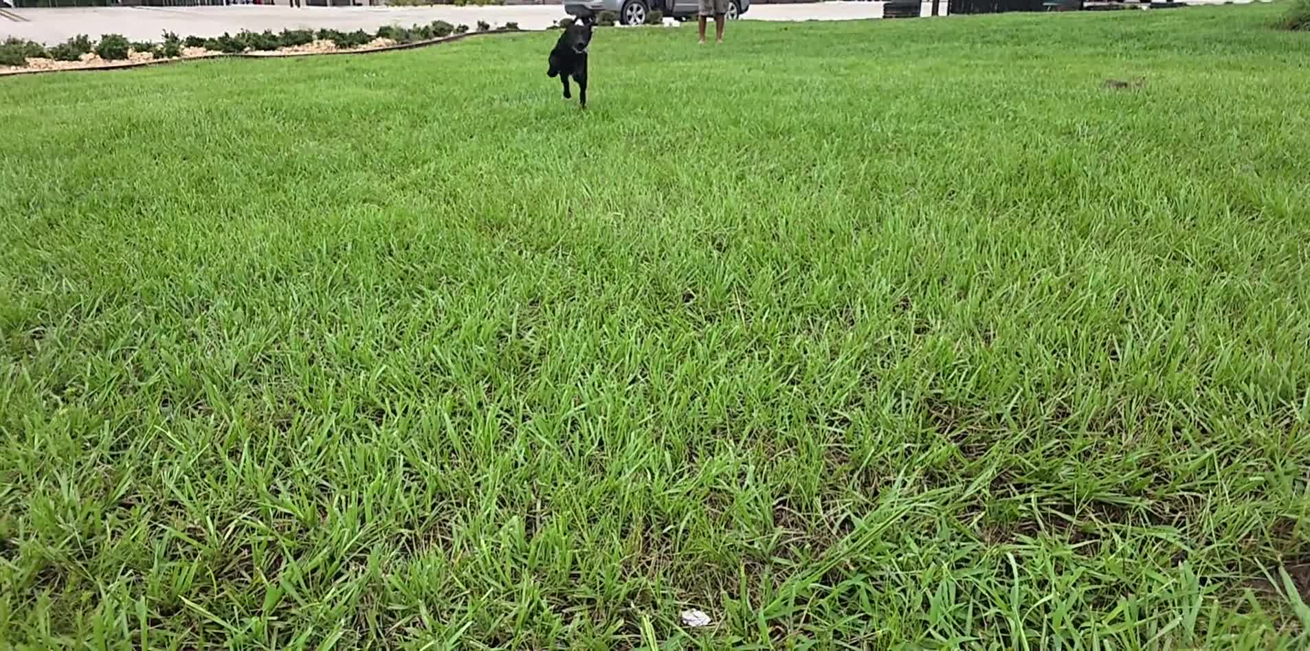 Labrador Retriever dogs for sale: Luna  - Video 2