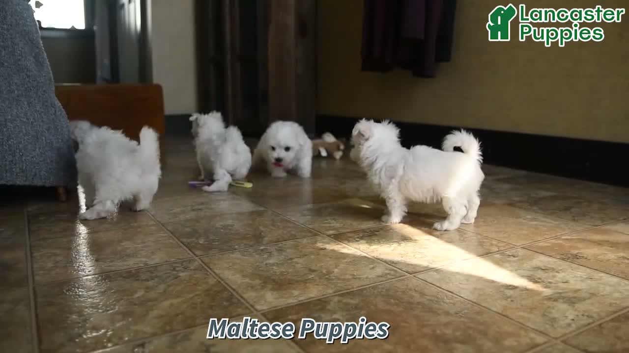 Maltese dogs for sale: Melody - Video 1